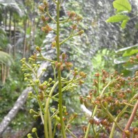 Nepenthes distillatoria L.